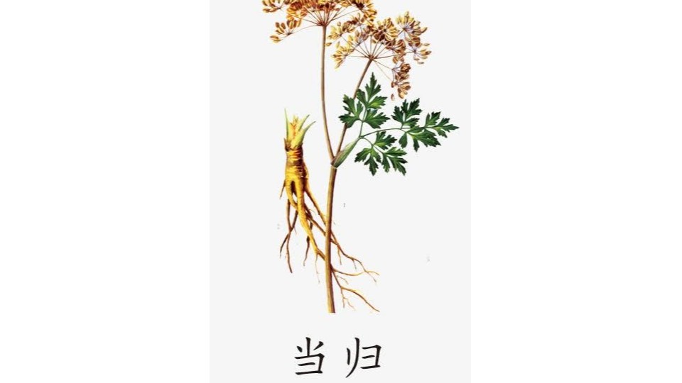 芳香世家當(dāng)歸精油,你了解嗎?